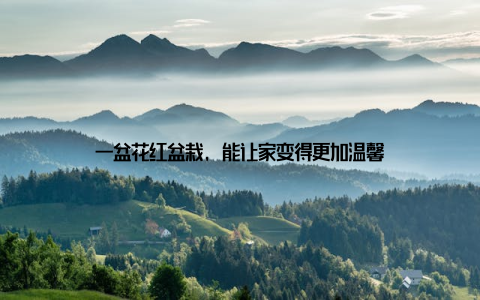 一盆花红盆栽, 能让家变得更加温馨