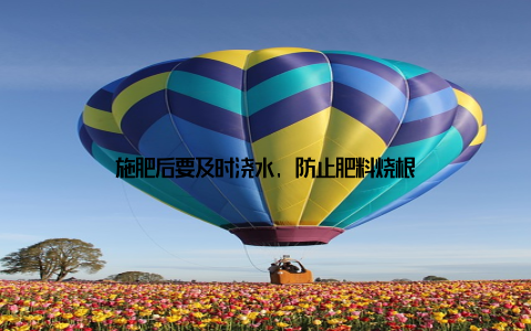 施肥后要及时浇水, 防止肥料烧根