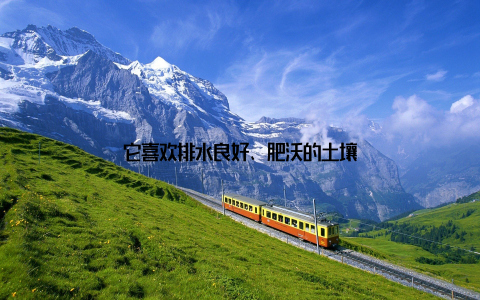 它喜欢排水良好、肥沃的土壤