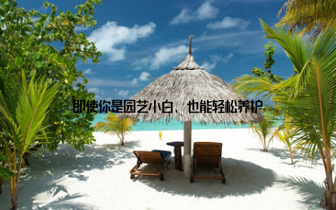 即使你是园艺小白, 也能轻松养护