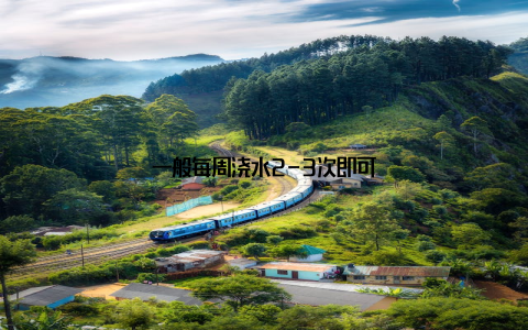 一般每周浇水2-3次即可